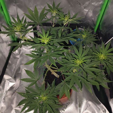 OG Kush growlog timeline photo
