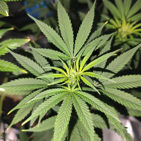 OG Kush growlog timeline photo