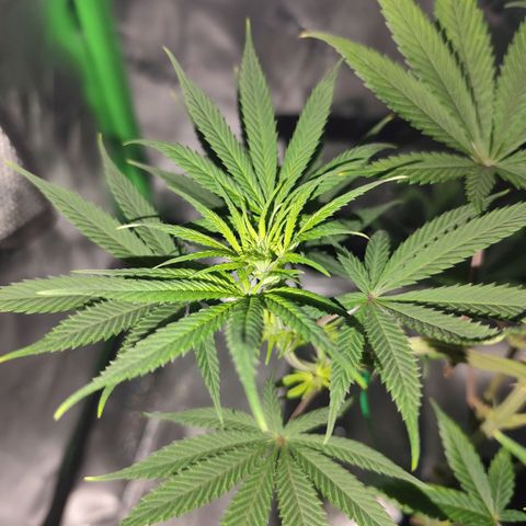 OG Kush growlog timeline photo
