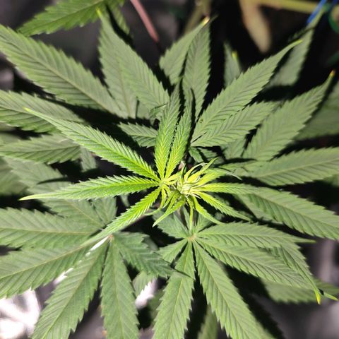 OG Kush growlog timeline photo