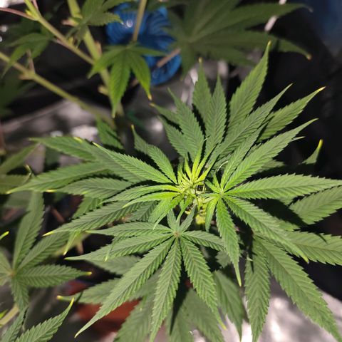 OG Kush growlog timeline photo