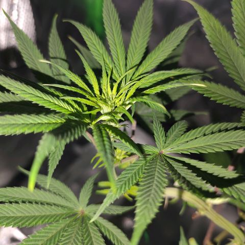 OG Kush growlog timeline photo