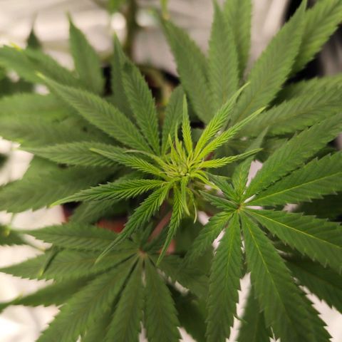 OG Kush growlog timeline photo