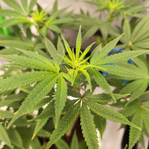 OG Kush growlog timeline photo