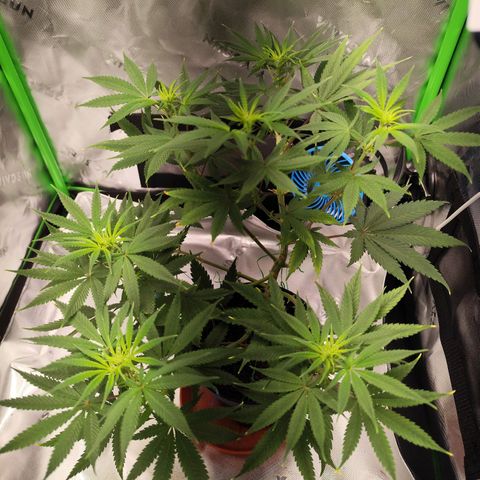 OG Kush growlog timeline photo