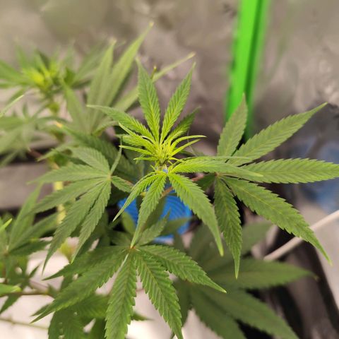 OG Kush growlog timeline photo