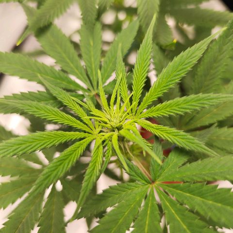 OG Kush growlog timeline photo