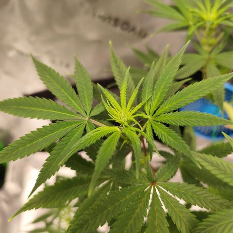 OG Kush growlog timeline photo