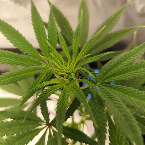 OG Kush growlog timeline photo