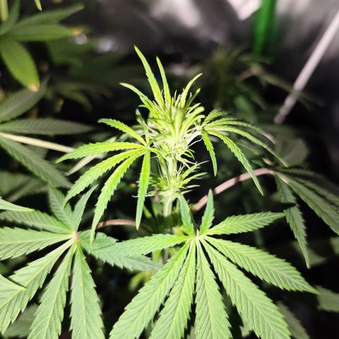 OG Kush growlog timeline photo