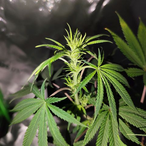 OG Kush growlog timeline photo