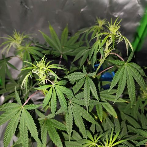 OG Kush growlog timeline photo