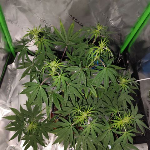 OG Kush growlog timeline photo