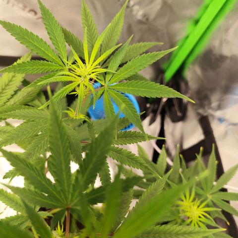 OG Kush growlog timeline photo