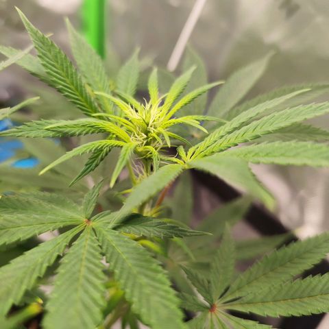 OG Kush growlog timeline photo