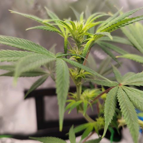 OG Kush growlog timeline photo