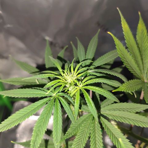 OG Kush growlog timeline photo