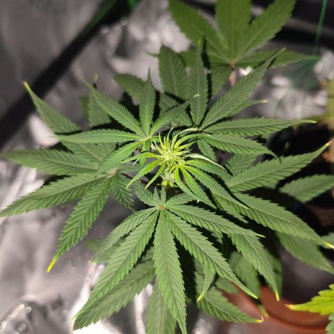 OG Kush growlog timeline photo