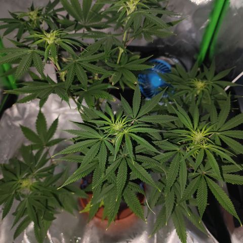 OG Kush growlog timeline photo