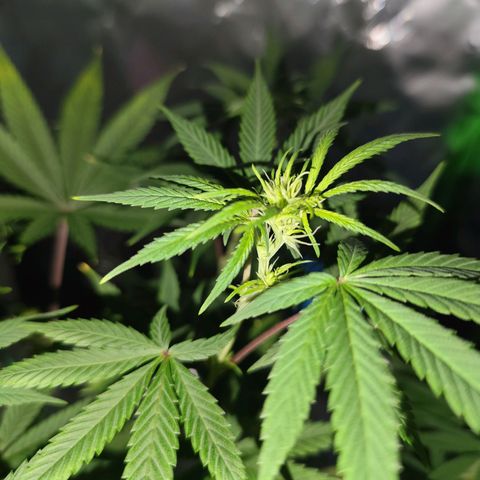 OG Kush growlog timeline photo
