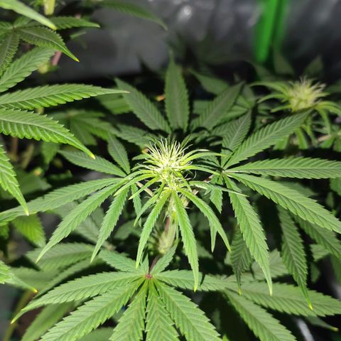 OG Kush growlog timeline photo