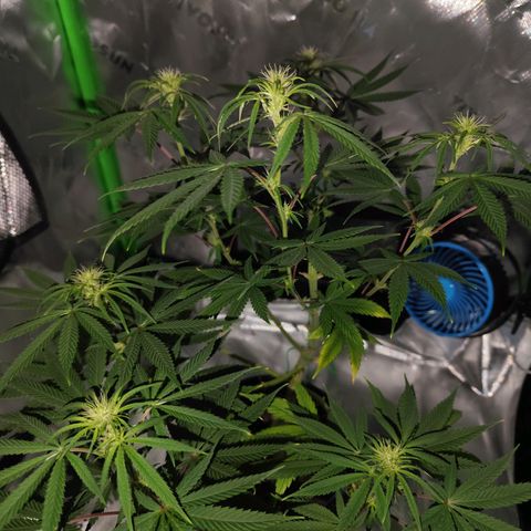 OG Kush growlog timeline photo