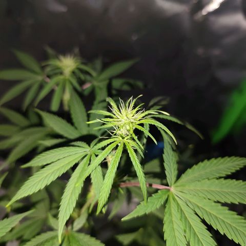 OG Kush growlog timeline photo