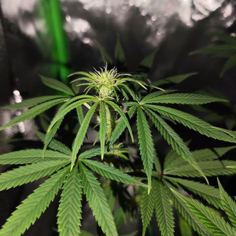 OG Kush growlog timeline photo