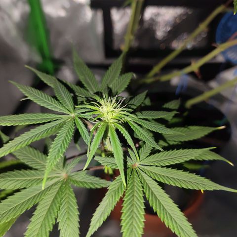 OG Kush growlog timeline photo