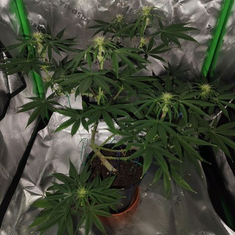 OG Kush growlog timeline photo