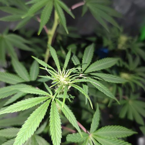 OG Kush growlog timeline photo