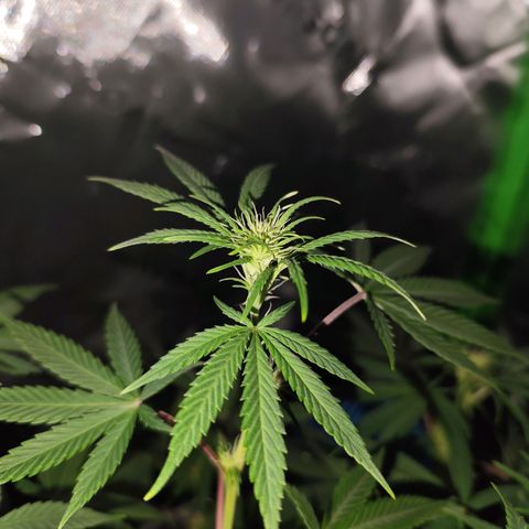 OG Kush growlog timeline photo