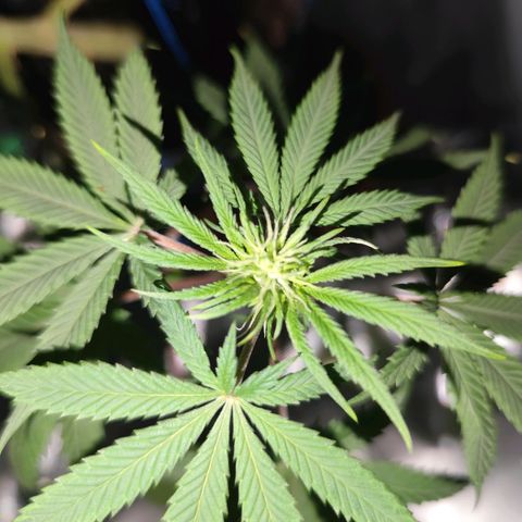 OG Kush growlog timeline photo