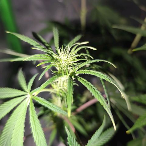 OG Kush growlog timeline photo