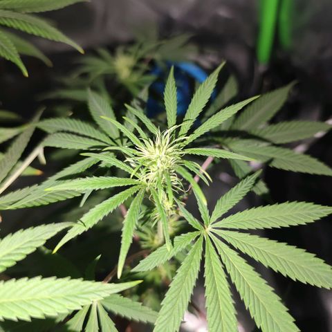 OG Kush growlog timeline photo