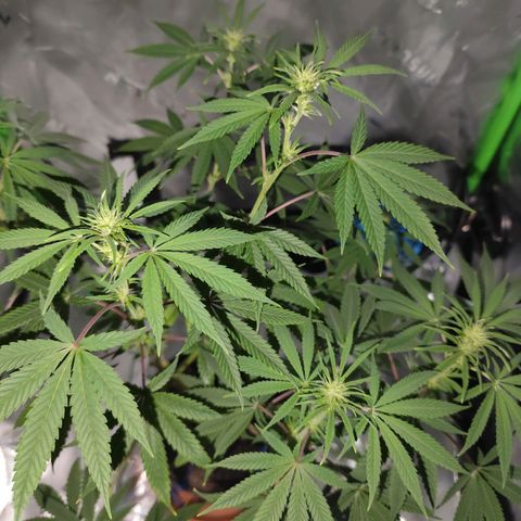 OG Kush growlog timeline photo