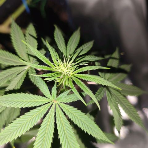 OG Kush growlog timeline photo