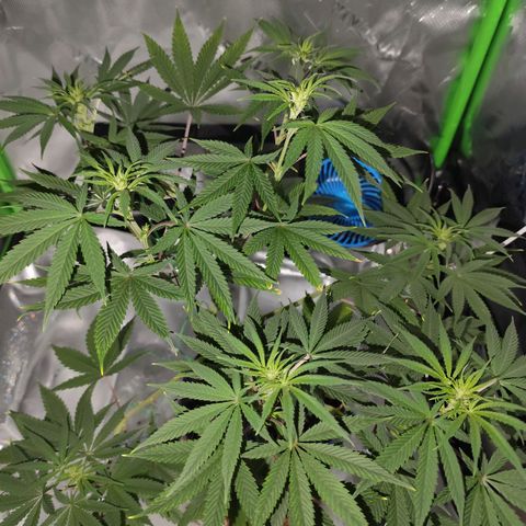 OG Kush growlog timeline photo