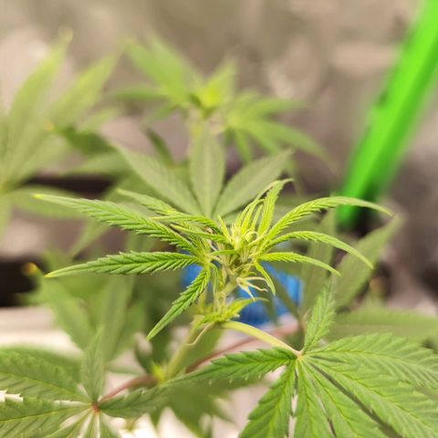 OG Kush growlog timeline photo