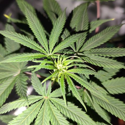 OG Kush growlog timeline photo