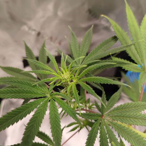 OG Kush growlog timeline photo