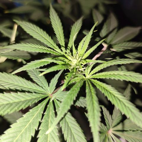 OG Kush growlog timeline photo