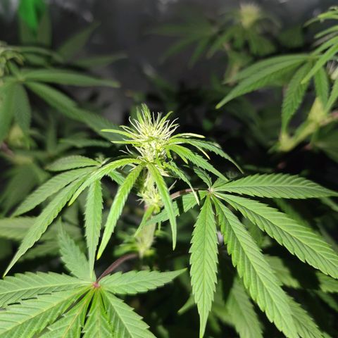 OG Kush growlog timeline photo