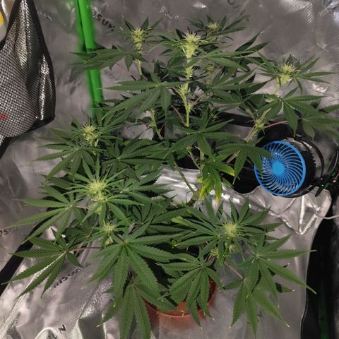 OG Kush growlog timeline photo