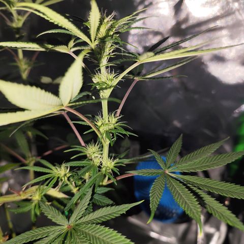 OG Kush growlog timeline photo