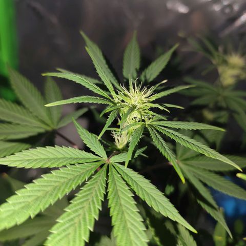 OG Kush growlog timeline photo