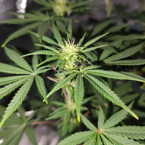 OG Kush growlog timeline photo