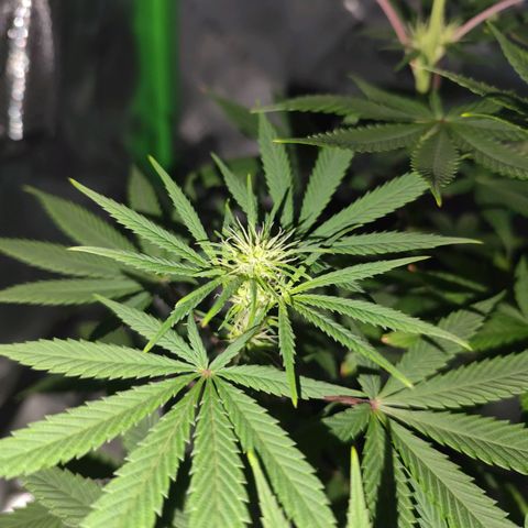 OG Kush growlog timeline photo