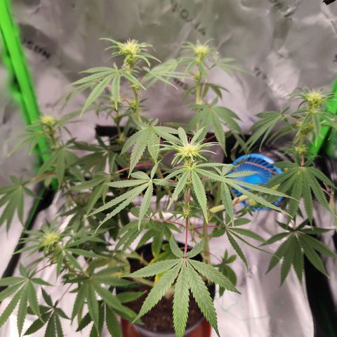 OG Kush growlog timeline photo