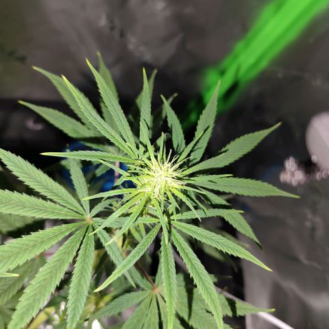 OG Kush growlog timeline photo